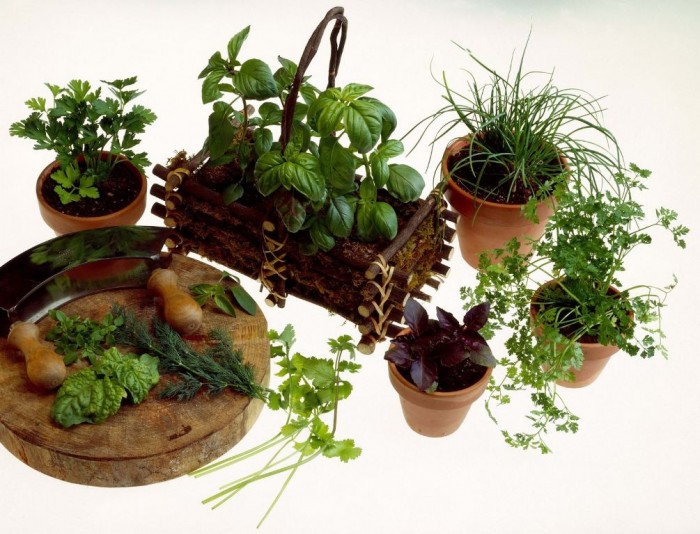 Indoor-Herb-Garden 10 Easy-to-Follow Cooking Tips to Increase Your Savings