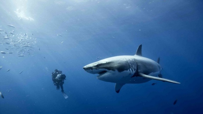 Is It True: Great White Sharks Should Keep Swimming all the time in Order Not to Drown? 5 Oceans_wallpapers_473