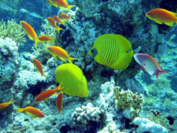 Top 10 Romantic Vacation Spots for Couples to Enjoy Unforgettable Time 13 REEFS-OF-SHARM-ELSHEIKH-egypt-is-a-heaven-23968240-1280-960