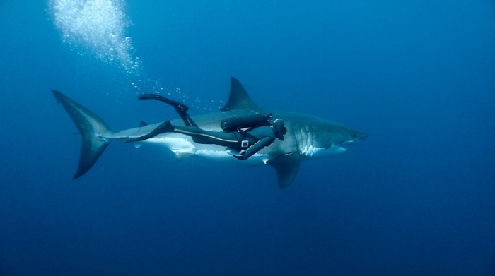 Is It True: Great White Sharks Should Keep Swimming all the time in Order Not to Drown? 8 Sharks_wallpapers_350