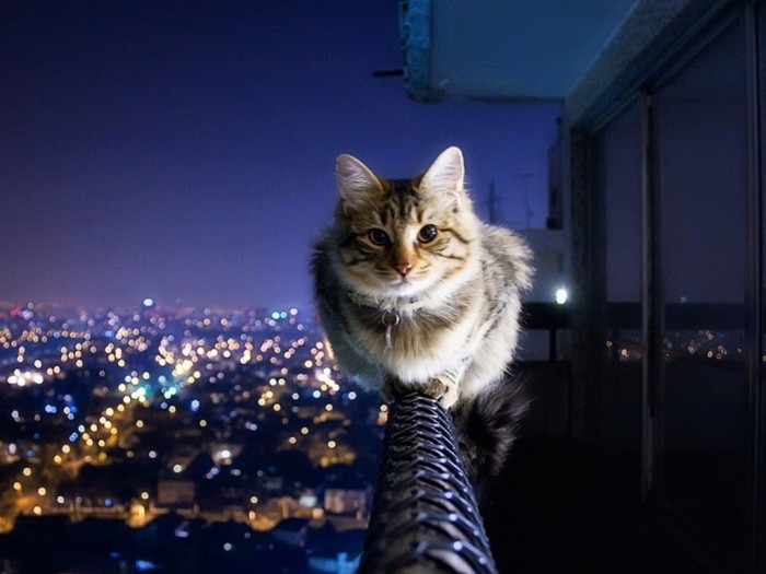 Improve Your Photography Skills Following These Tips 35 burmese-cat-high-definition-wallpapers-beautiful-desktop-background-photographs-widescreen