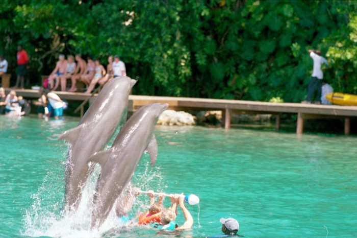 Top 10 Romantic Vacation Spots for Couples to Enjoy Unforgettable Time 52 dolphin cove1