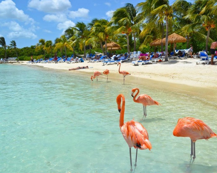 flamingo-beach-aruba-landscape-nature-hd-city-628632