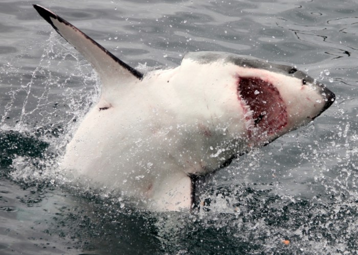 Is It True: Great White Sharks Should Keep Swimming all the time in Order Not to Drown? 13 gansbaai-great-white-sharks-9