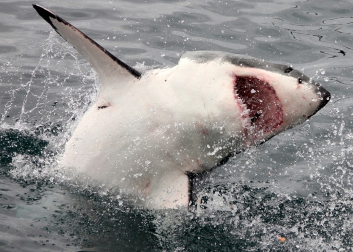 gansbaai-great-white-sharks-9 Is It True: Great White Sharks Should Keep Swimming all the time in Order Not to Drown?