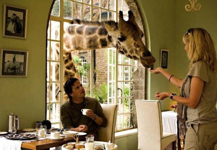 giraffe-manor-8[2]