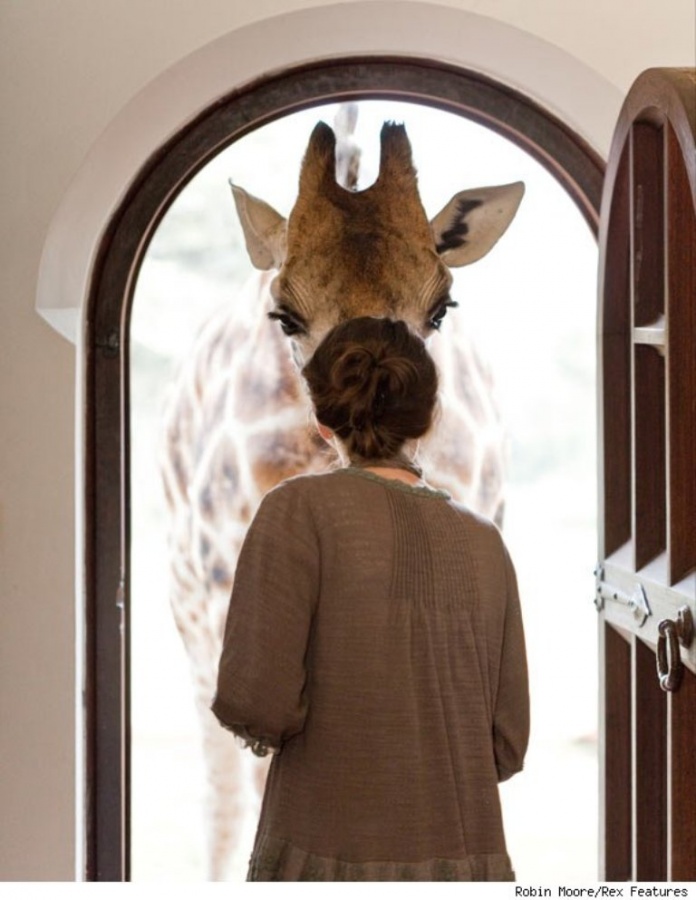 Top 30 World's Weirdest Hotels ... Never Seen Before! 14 giraffe-manor-window-580cs030811-1299623203
