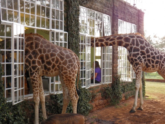 Top 30 World's Weirdest Hotels ... Never Seen Before! 16 giraffe-manor1