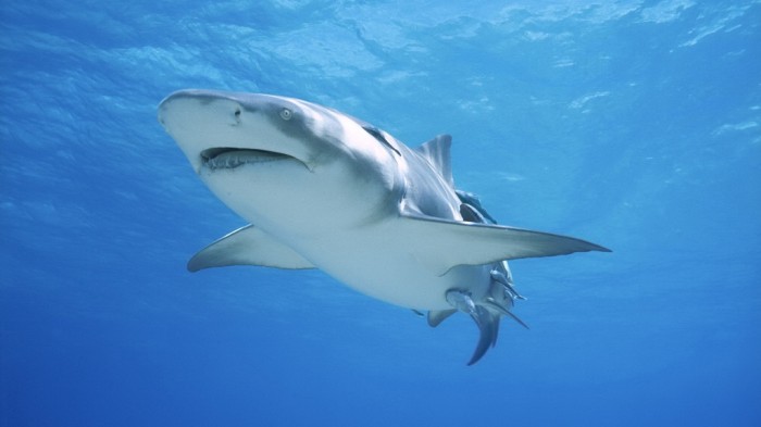 Is It True: Great White Sharks Should Keep Swimming all the time in Order Not to Drown? 17 great-white-shark-gallery-theme-underwater-242404