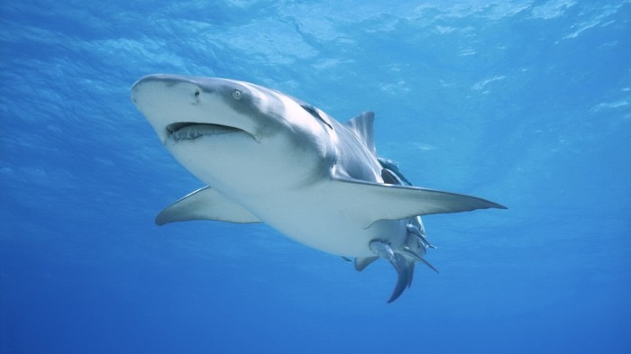 great-white-shark-gallery-theme-underwater-242404