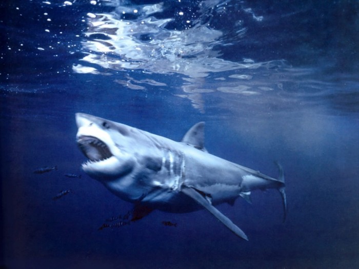 great-white-shark-guadalupe-island-mexico Is It True: Great White Sharks Should Keep Swimming all the time in Order Not to Drown?