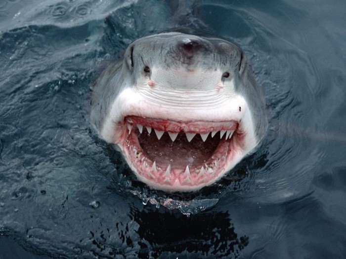great-white-shark-smile Is It True: Great White Sharks Should Keep Swimming all the time in Order Not to Drown?
