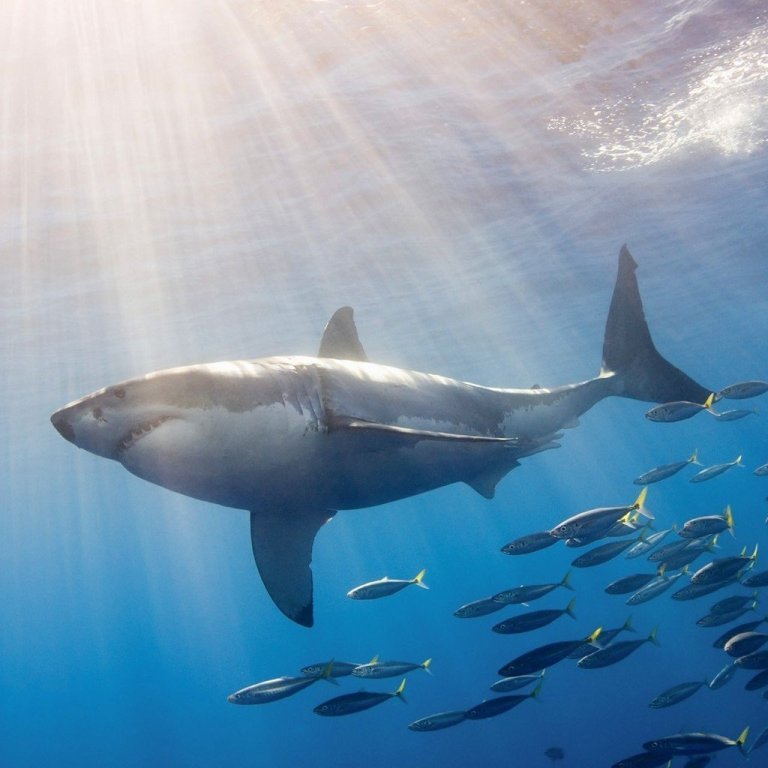 Is It True: Great White Sharks Should Keep Swimming all the time in Order Not to Drown? 18 great-white-shark-surrounded-by-fish_00100209
