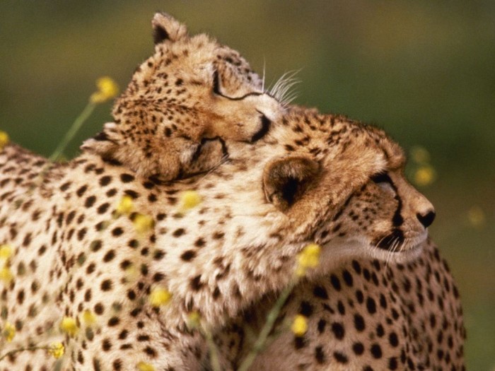 Improve Your Photography Skills Following These Tips 29 most-beautiful-and-cute-animals-photographs-stuff-kit