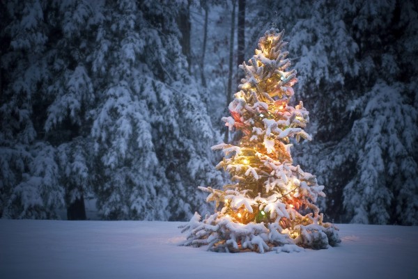 scenic-gleamy-snow-christmas-lights-on-christmas-trees-covered-by-snow-for-beauteous-outdoor-christmas-lights-decor-inspiration-decoration-best-outside-christmas-lights 79 Amazing Christmas Tree Decorations