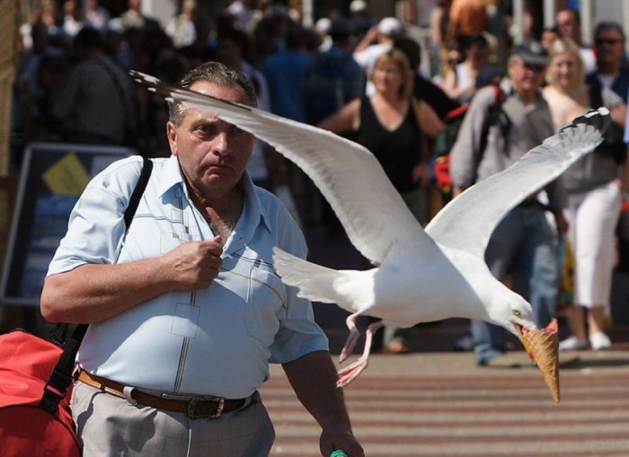 Improve Your Photography Skills Following These Tips 43 seagull-takes-ice-cream-perfect-timing