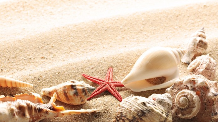 seashells-summer-beach-sand
