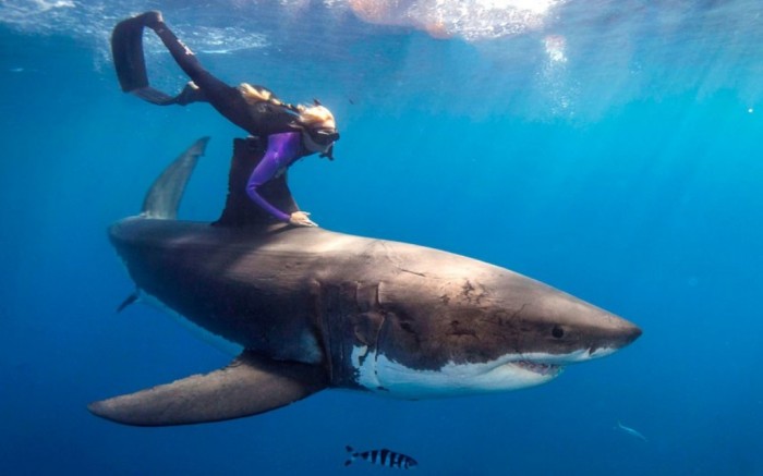 Is It True: Great White Sharks Should Keep Swimming all the time in Order Not to Drown? 16 shark-freediver_2500078k