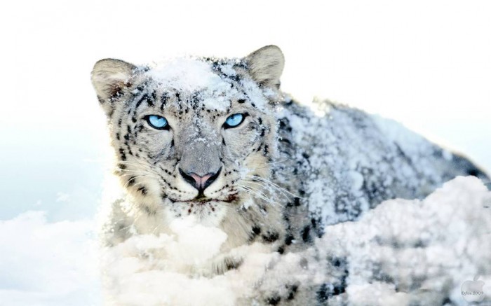 snow-leopard-none...-wallpaper