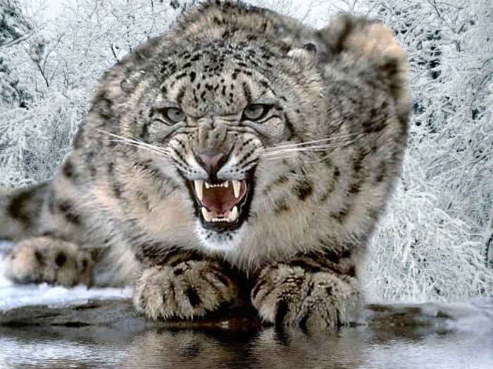 The Remotest Bathroom in the World, Do You Know Where Is It? 9 snow-leopard3
