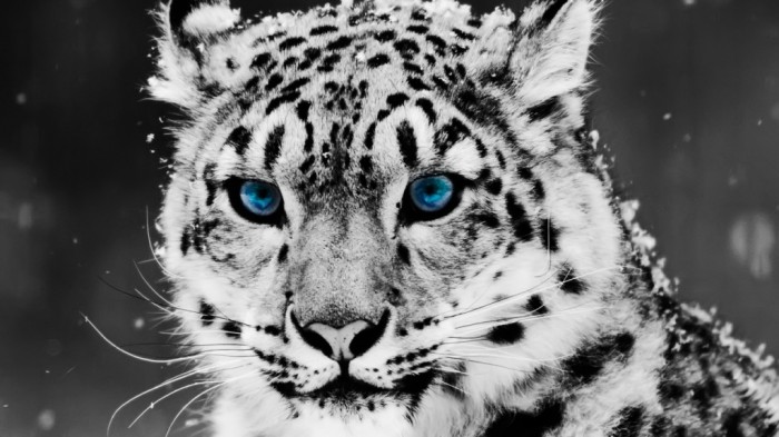 snow_leopard-1280x720