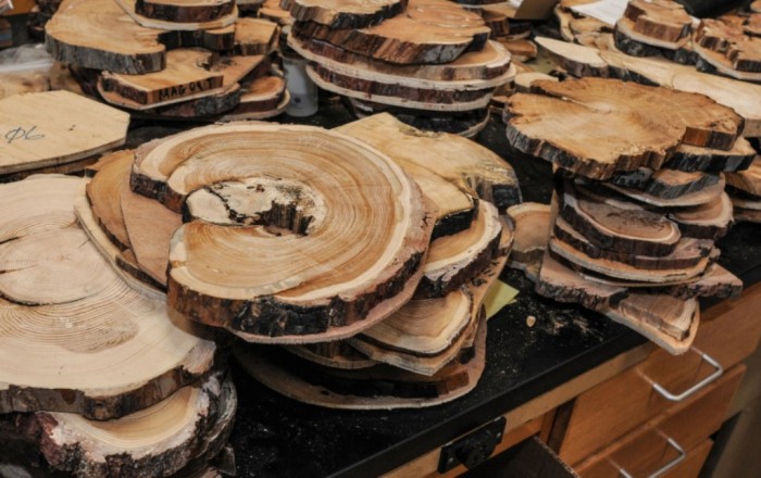 Did You Throw Your Christmas Tree? If It Is Not, Don’t Do This 12 xxx3765