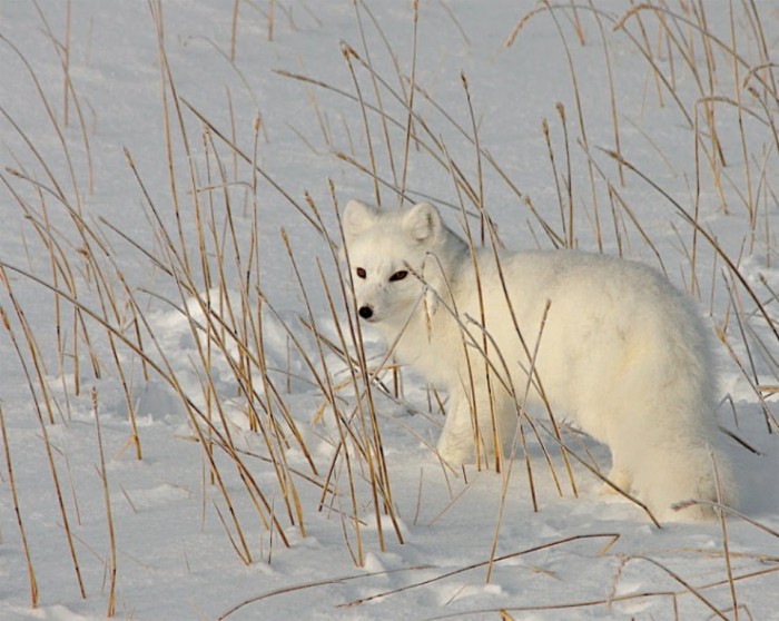 108850_Arctic_Fox_Settlemeyer-760x607 Not Just Animals! They Are Real & Incredible Thieves