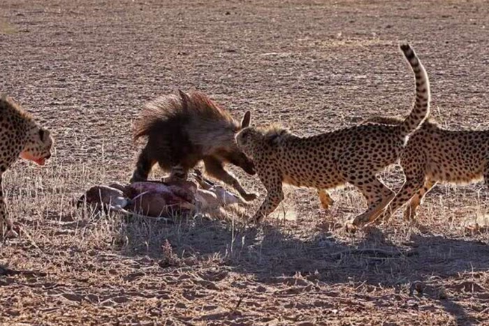 2013-12-05-the-hunger-games-cheetah-jackal-brown-hyena-13_GalleryLarge