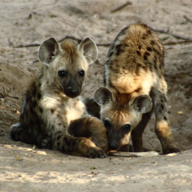 2667_Spotted_Hyena_Cubs Not Just Animals! They Are Real & Incredible Thieves