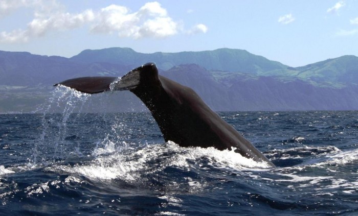 721copyrigth-terra-azul-azores-whale-watching-22-sperm-whale-tale13335500333 Not Just Animals! They Are Real & Incredible Thieves