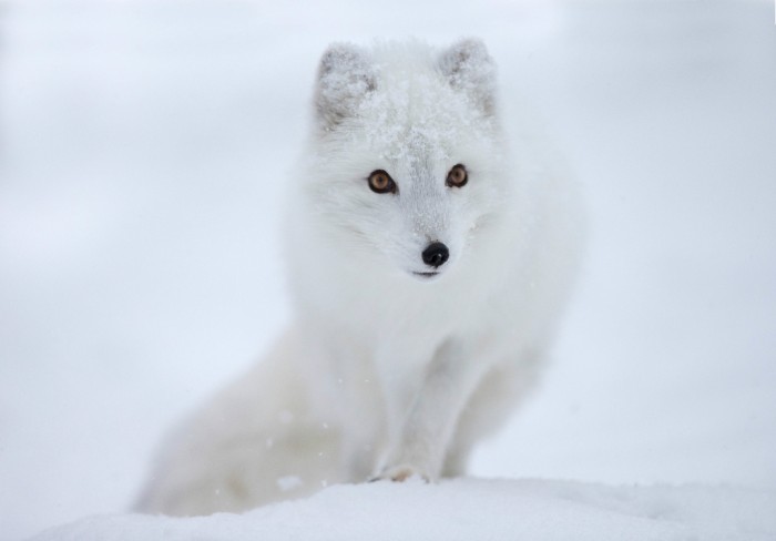 Animals___Wolves_and_Foxes__039969_