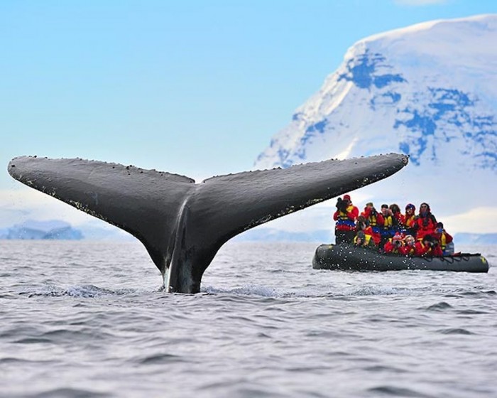Antarctica-humpback_whale_1596009a Top 10 Best Countries to Visit in the World
