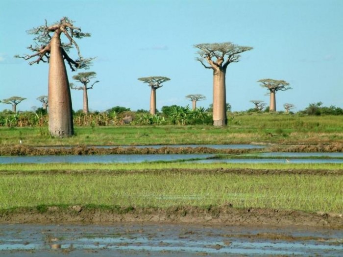 Baobab trees Madagascar_20090211155657