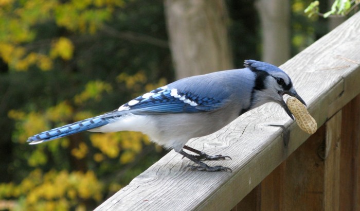 Blue_Jay_with_Peanut
