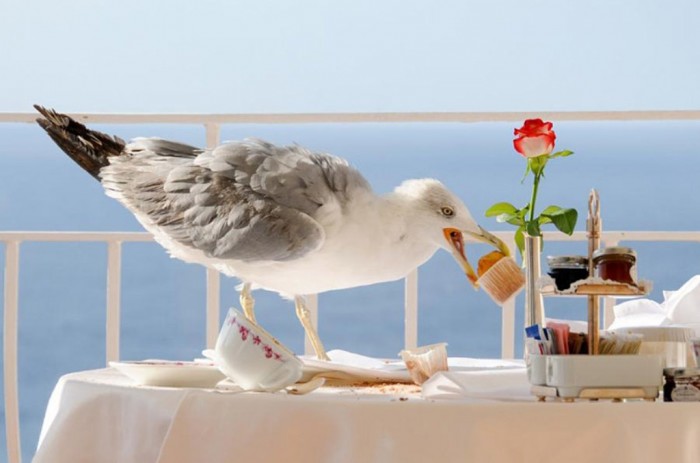 Breakfast Thief