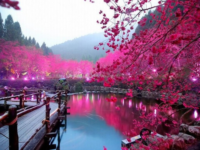 Cherry-Blossom-Lake-Sakura-Japan