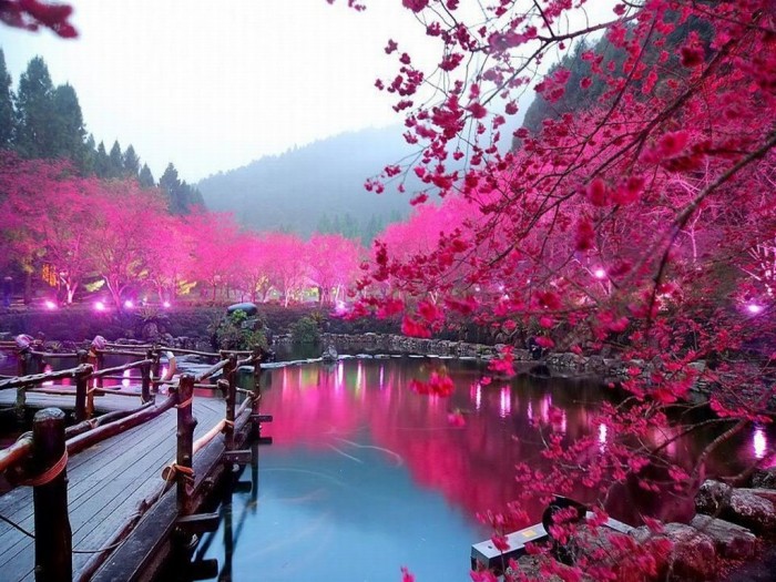 Cherry-Blossom-Lake-Sakura-Japan Top 10 Most Powerful Countries in the World