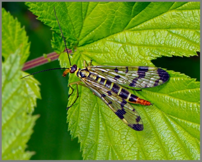 Female Scorpion Fly (Panorpa germanica), Monk Wood, 18 June 2013 w