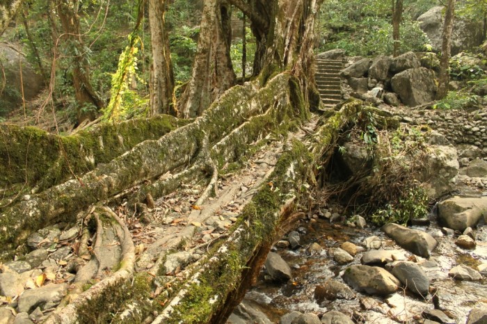 Have You Ever Seen Breathtaking & Weird Bridges Like These Before? 39 Living_root_bridge_near_Nongriat_village,_Meghalaya,_April_2011
