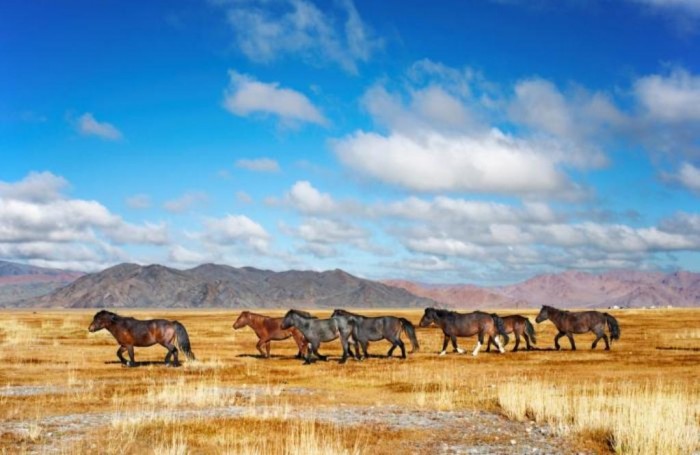 Mongolia Horses on Steppes Mongolia_20090303110707