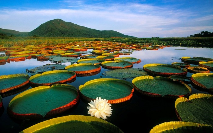 Nature-of-Brazil