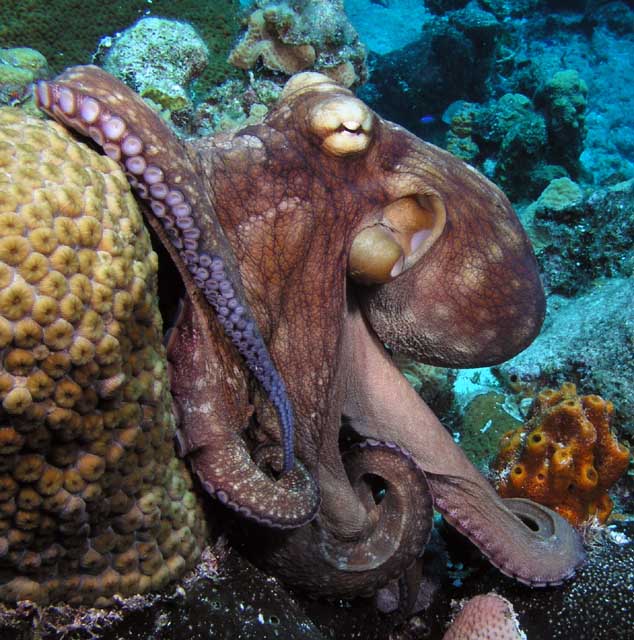 Octopus-in-the-deep-sea-1 Not Just Animals! They Are Real & Incredible Thieves