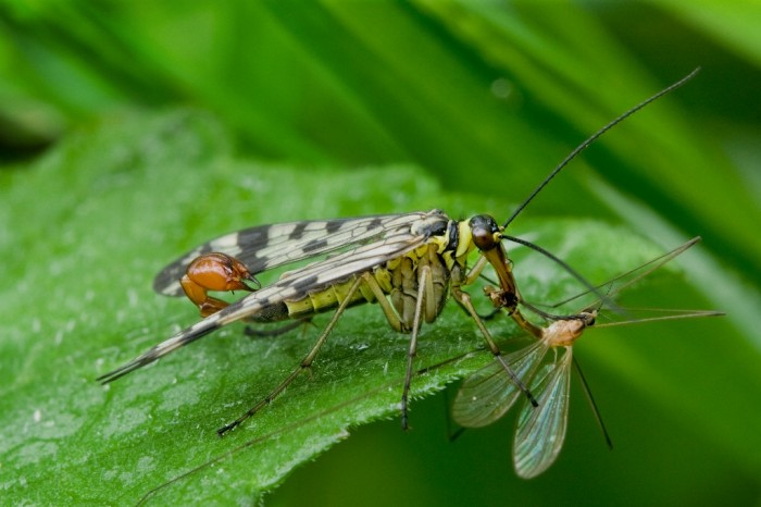 Panorpa_communis_with_prey_Diogma_glabrata_glabrata