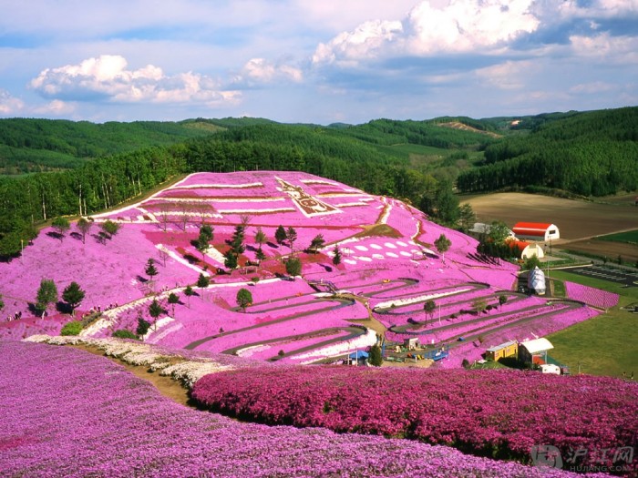 Peoples Republic of China Pink Flowers Hillside Japan