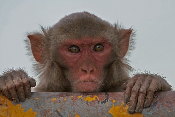 Rhesus_Macaque_Macaca_mulatta_in_Kinnarsani_WS_AP_W_IMG_5792 Not Just Animals! They Are Real & Incredible Thieves
