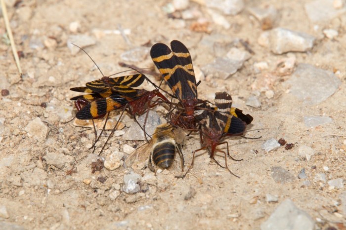 Scorpionfly-0009 Not Just Animals! They Are Real & Incredible Thieves