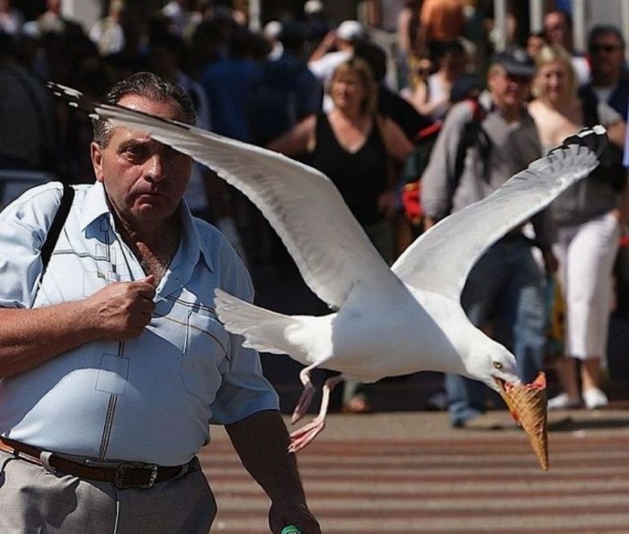 Seagull-Nasty-Thieves1 Not Just Animals! They Are Real & Incredible Thieves