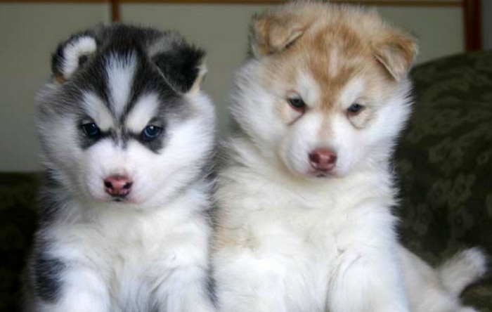 Siberian-Husky-Puppies Not Just Animals! They Are Real & Incredible Thieves