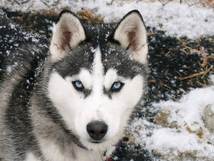 Siberian-Husky-dog-breed-eyes Not Just Animals! They Are Real & Incredible Thieves