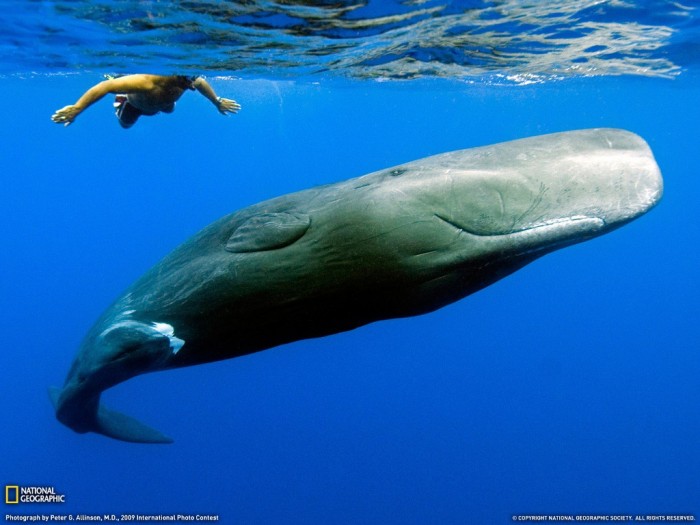 Sperm-Whale3 Not Just Animals! They Are Real & Incredible Thieves